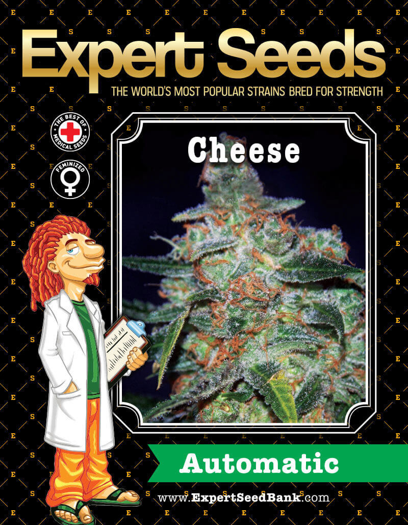 Cheese Auto Seeds - Image 2