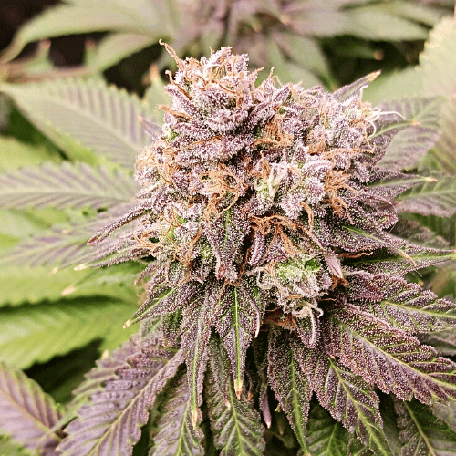 AK-48