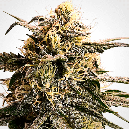 Acapulco Gold Seeds