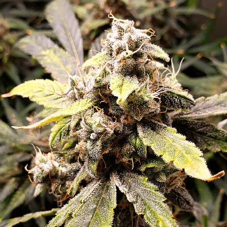 Afghan Auto Seeds