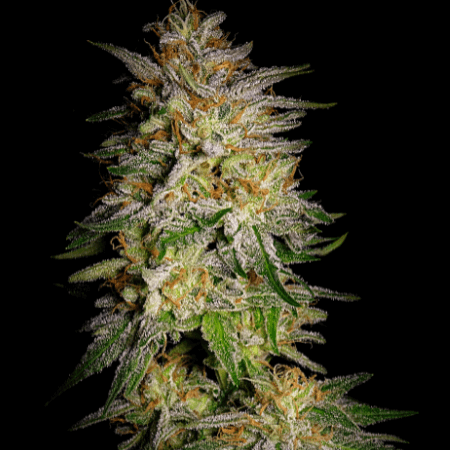 Agent Orange Seeds
