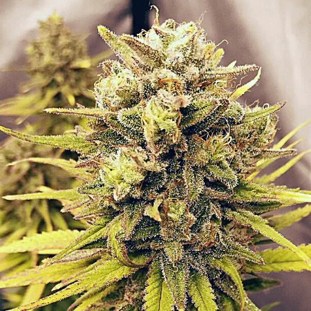 Alien GG4 Seeds