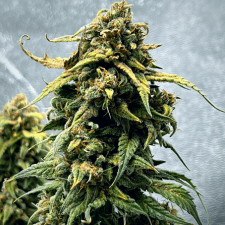Alien OG Regular Seeds