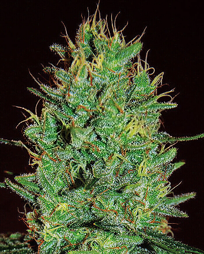 Amnesia Haze Seeds