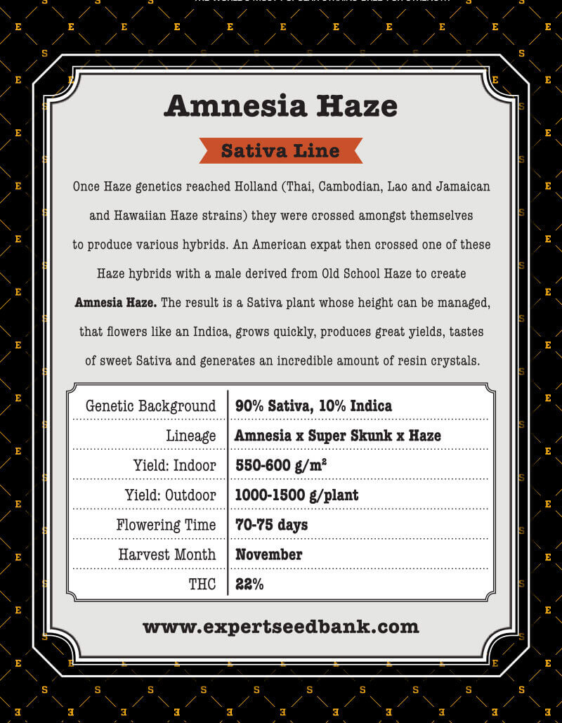 Amnesia Haze Seeds - Image 3
