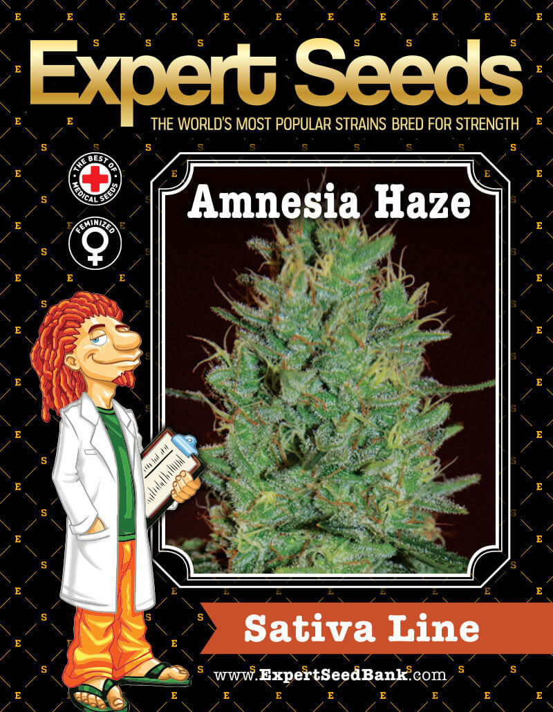 Amnesia Haze Seeds - Image 2