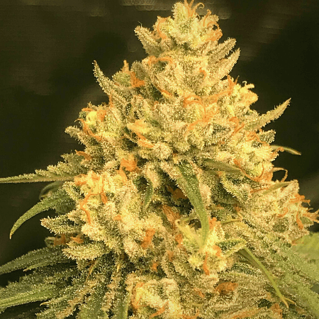 Amnesia Lemon Regular Seeds