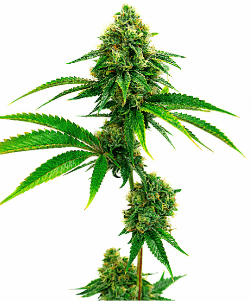 Amnesia Lemon Seeds