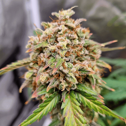 Amnesia x Bruce Banner