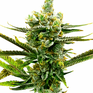 Amnesia x Nicole Kush Seeds
