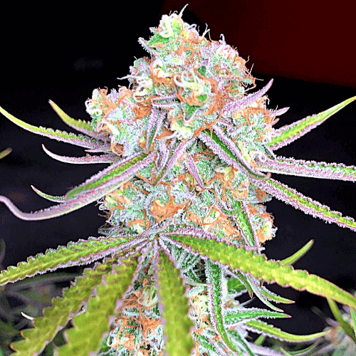 Apple Fritter Auto