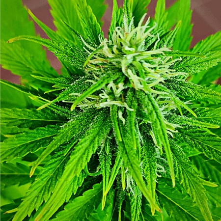 Auto CBD Amnesia Seeds