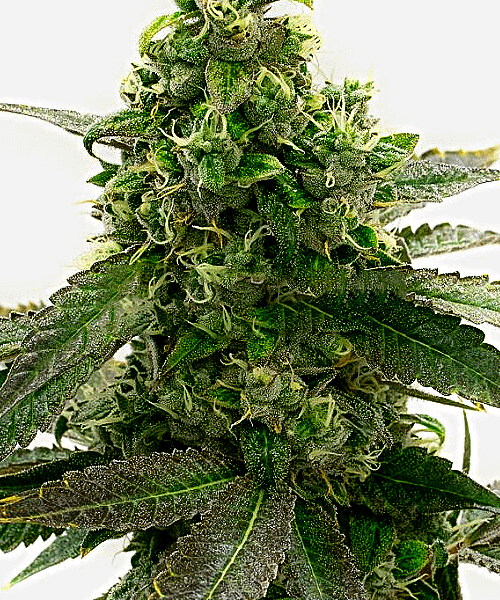 Badazz Cheese Seeds