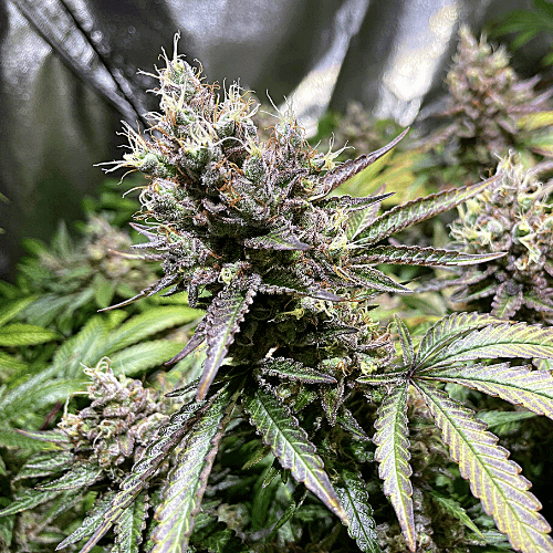 Banana Split