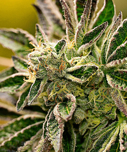 Big Devil Auto Seeds