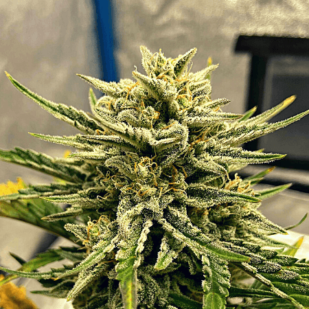 Black Domina x Banana Kush Seeds