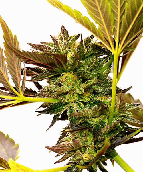 Blue Cheese Seeds