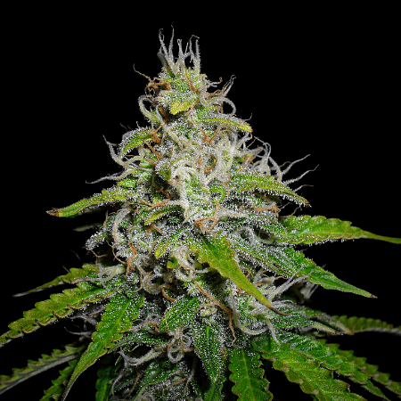 Blue Haze Seeds