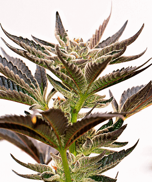Blue Widow Seeds