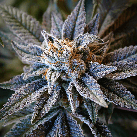 Blueberry Auto Seeds