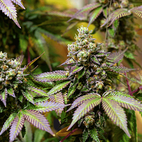Bruce Banner x Do-Si-Dos
