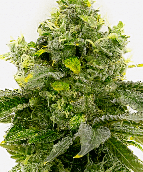 Bruce Banner Auto Seeds