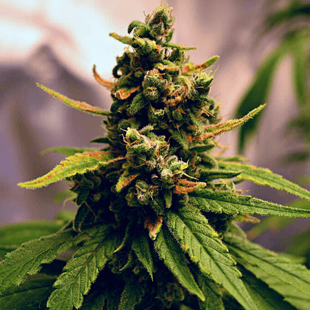 CBD Candyland Seeds