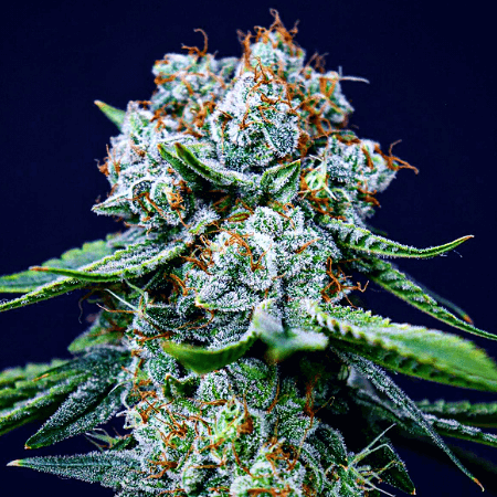 CBD Super Lemon Haze Seeds