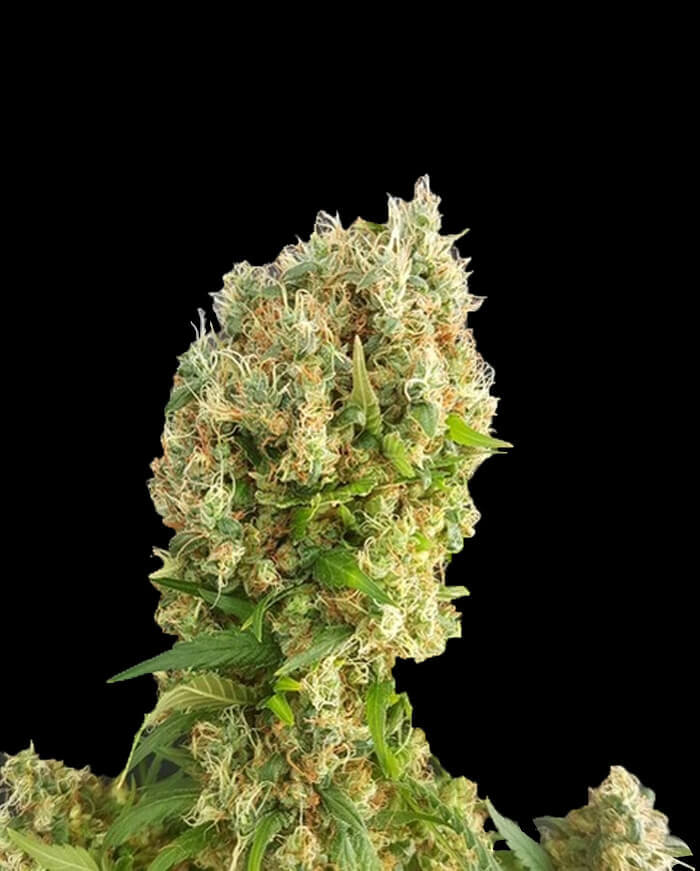 Chemdog Gorilla Seeds