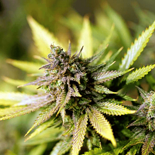 Cinderella 99 x Purple Kush