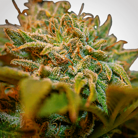 Colombian Gold Regular Seeds