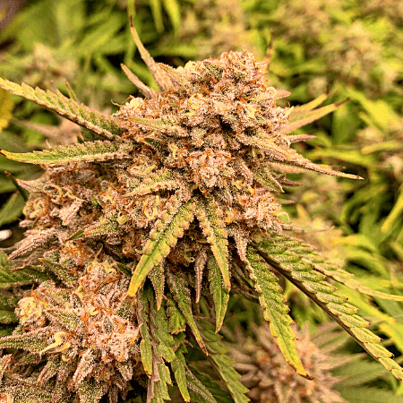 AK-59 Seeds