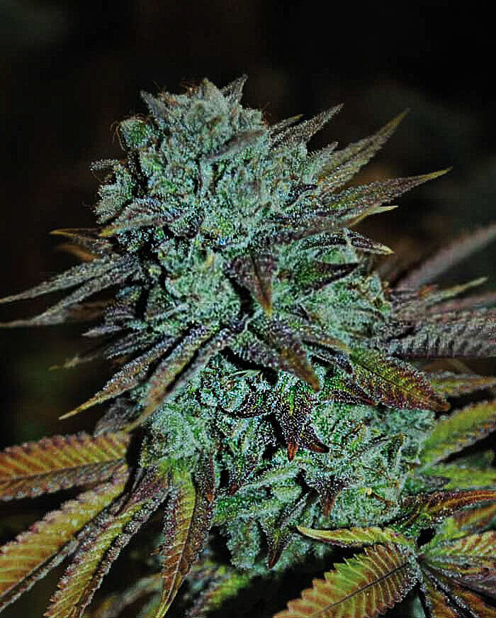 Expert Gorilla Seeds