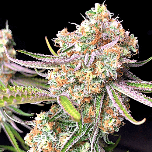 Gelato Auto