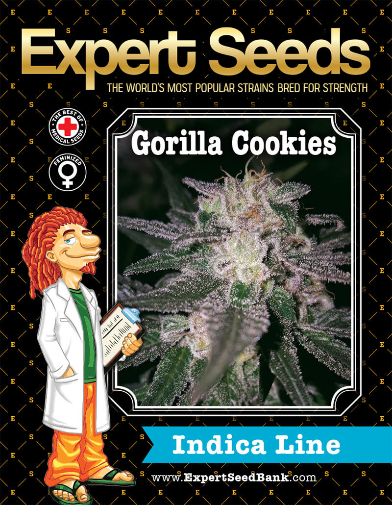 Gorilla Cookies Seeds - Image 2