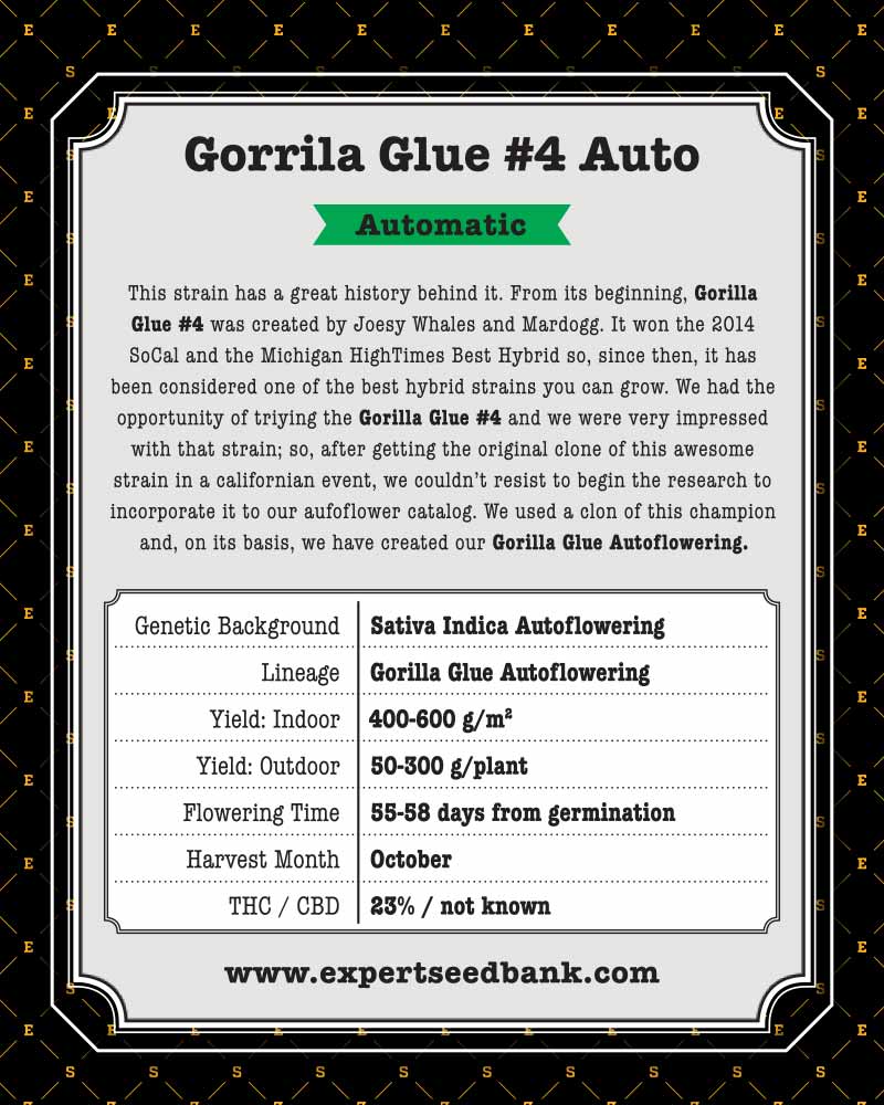 GG4 Gorilla Auto Seeds - Image 3