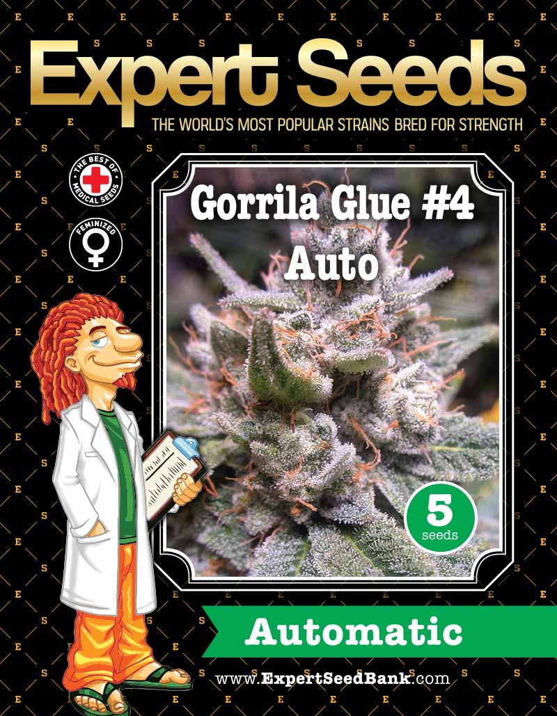 GG4 Gorilla Auto Seeds - Image 2