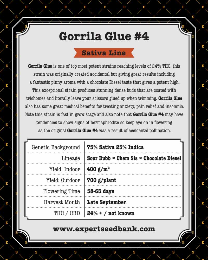 Expert Gorilla Seeds - Image 2
