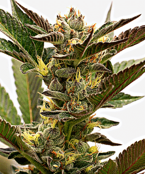 Grapefruit Auto Seeds