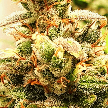Hellfire OG Seeds