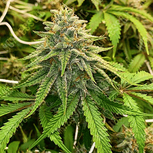 Herijuana