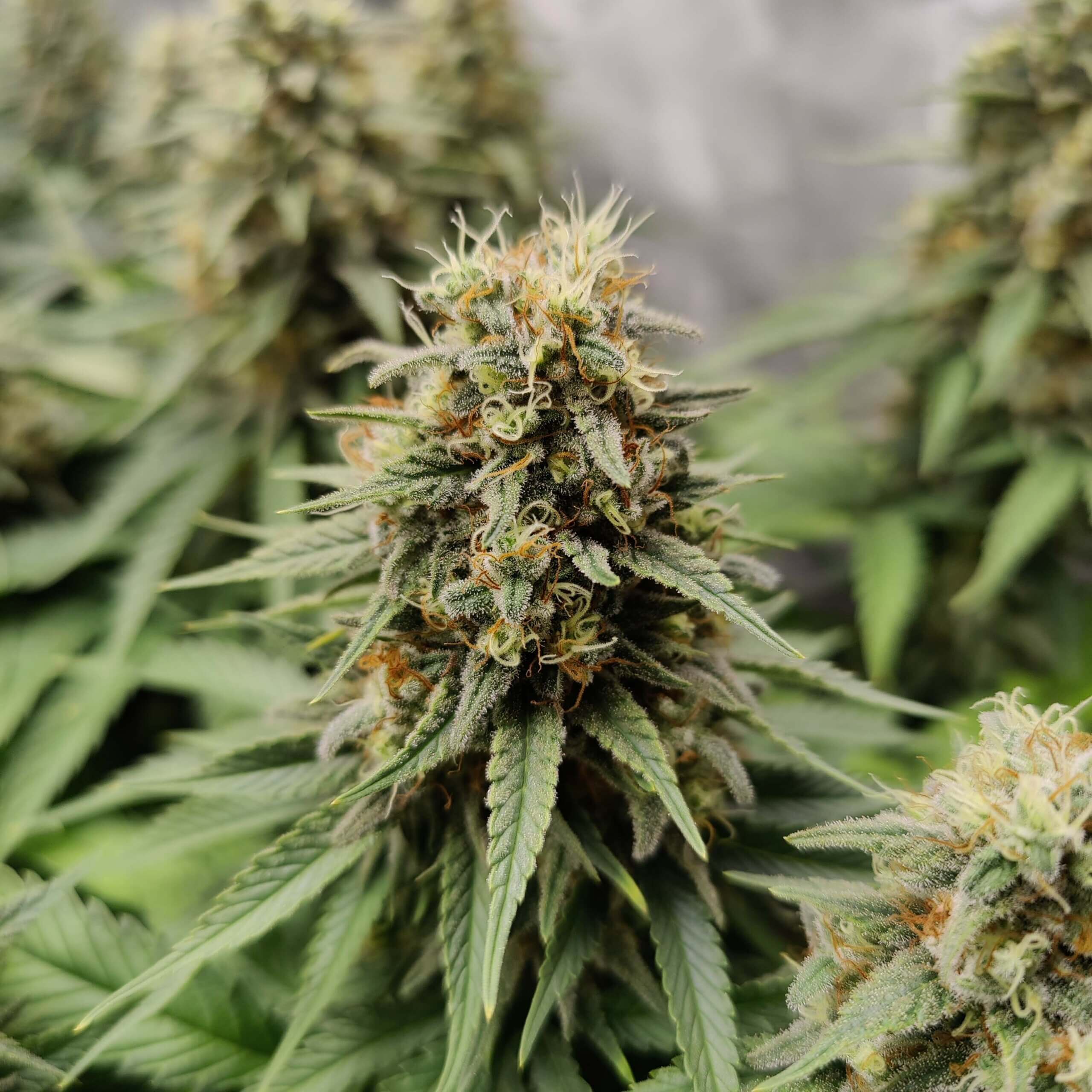 Jack Herer Seeds