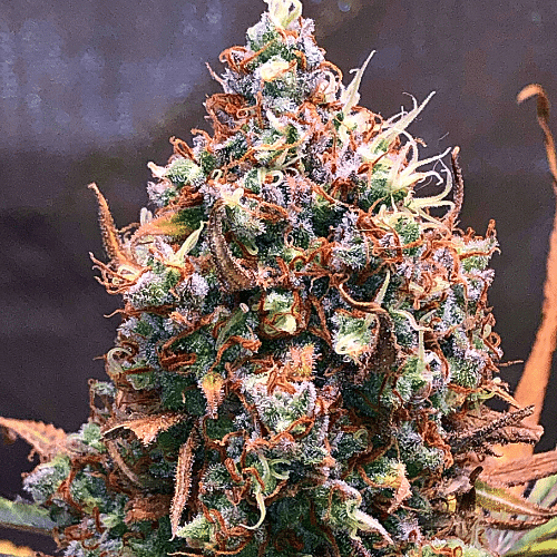 Jamaican