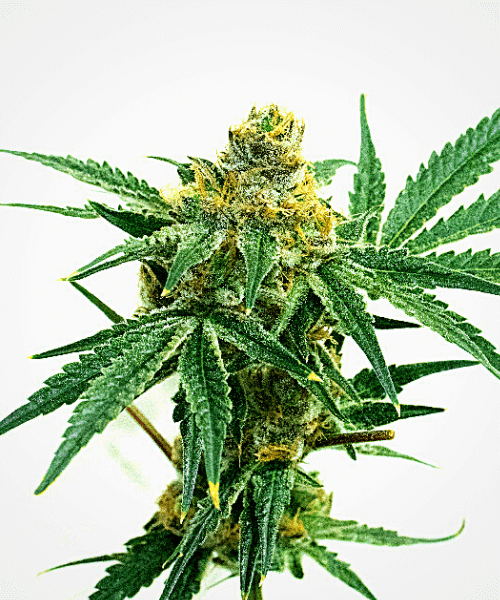 Mexican Haze Seeds