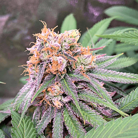 Moby Dick Seeds