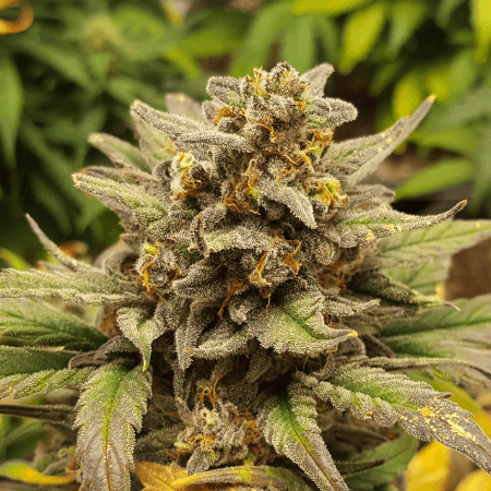 Moby x Do-Si-Dos Seeds