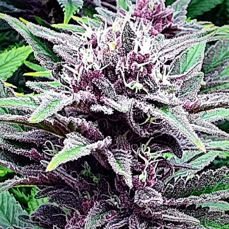 Peyote Cookies Seeds