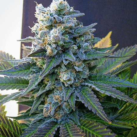 Power Plant Seeds