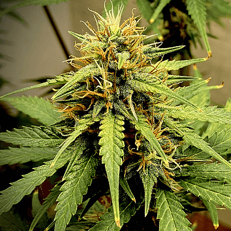 Pure Haze Seeds
