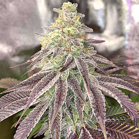 Purple Haze Seeds